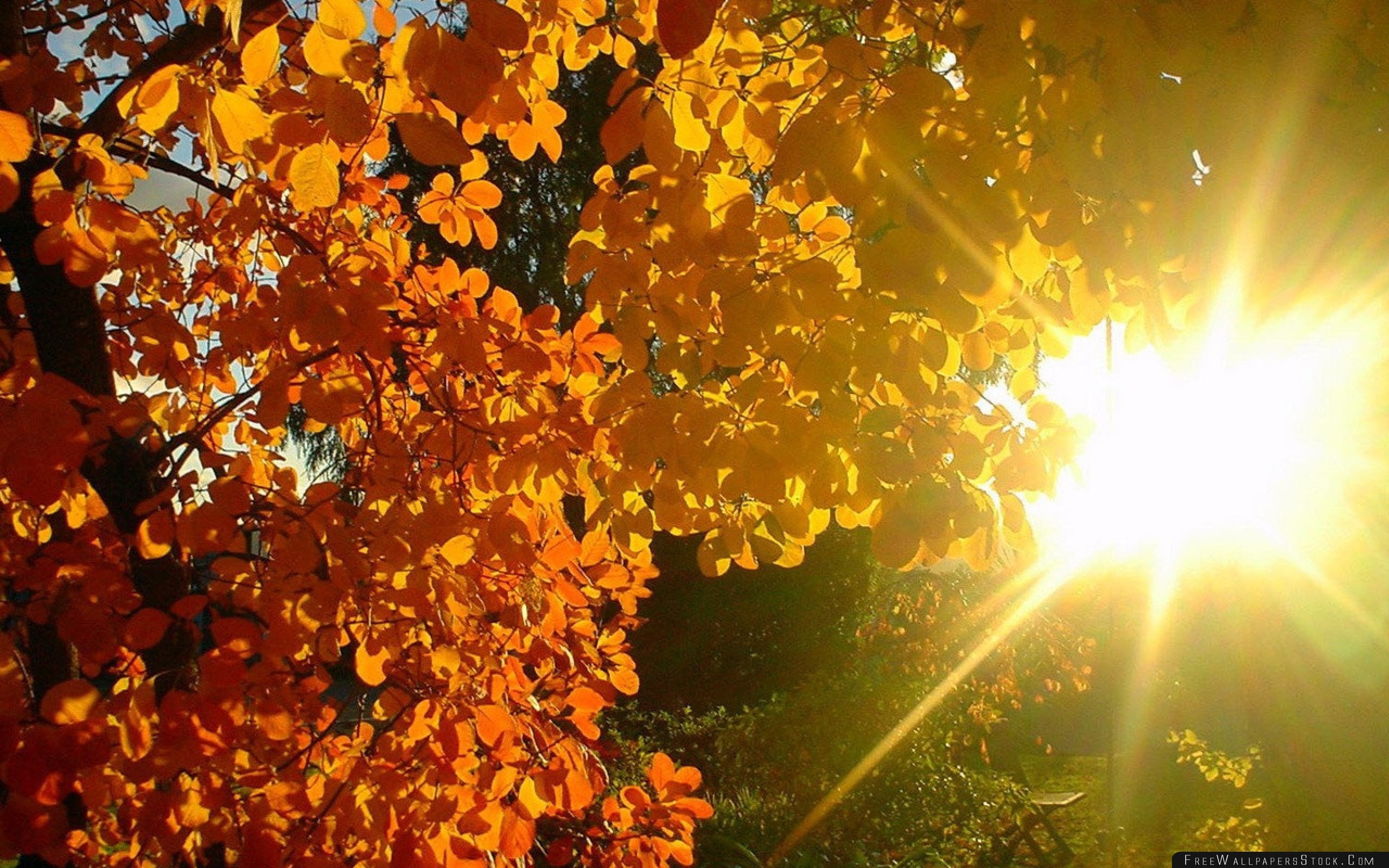 Осенний воздух свеж. Осеннее солнце. Осень солнце. Тёплая осень. Солнце осенью.